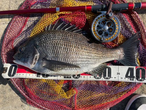 クロダイの釣果
