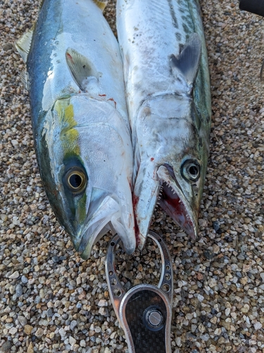 ハマチの釣果