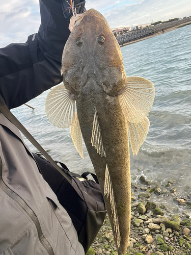 ミナミマゴチの釣果