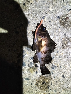 シロメバルの釣果