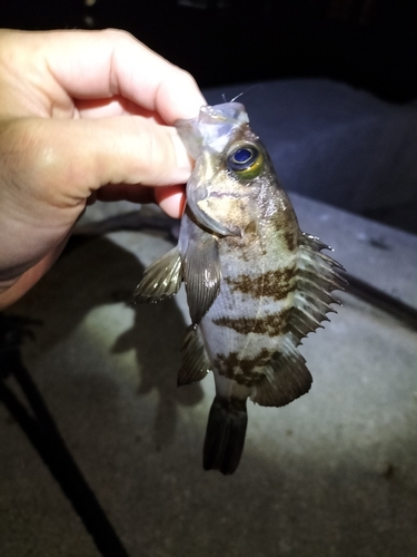 シロメバルの釣果