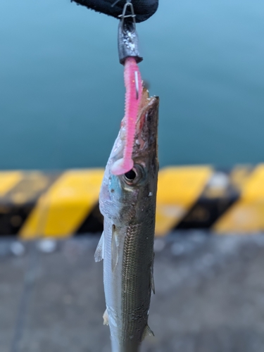 カマスの釣果