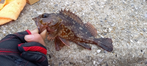 イイダコの釣果