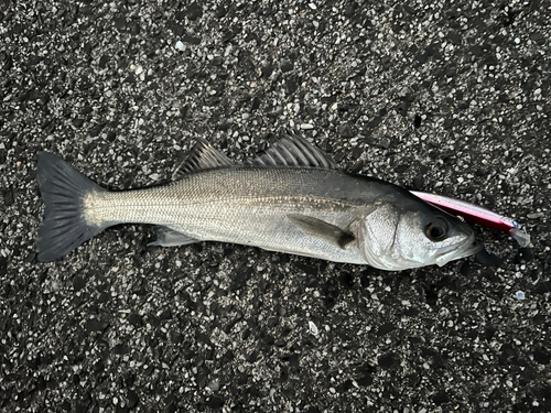 スズキの釣果