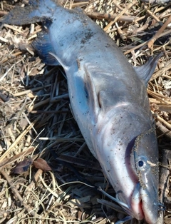 アメリカナマズの釣果