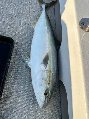 メジロの釣果