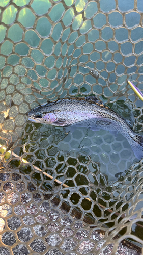 ニジマスの釣果