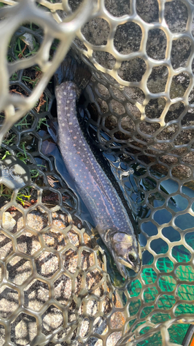 イワナの釣果