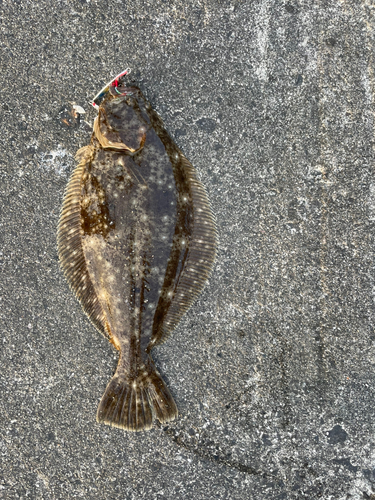 ヒラメの釣果