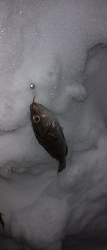 エゾメバルの釣果