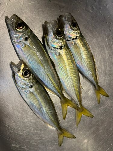 アジの釣果