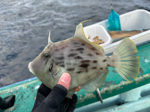 カワハギの釣果