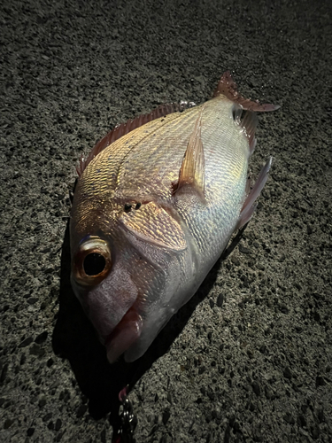 チャリコの釣果