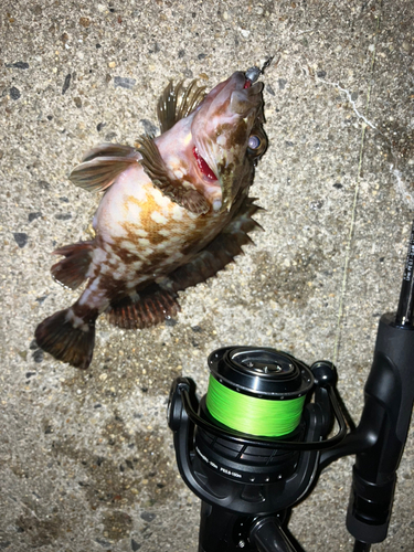 カサゴの釣果