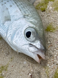 ツッパリサギの釣果