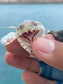 エソの釣果