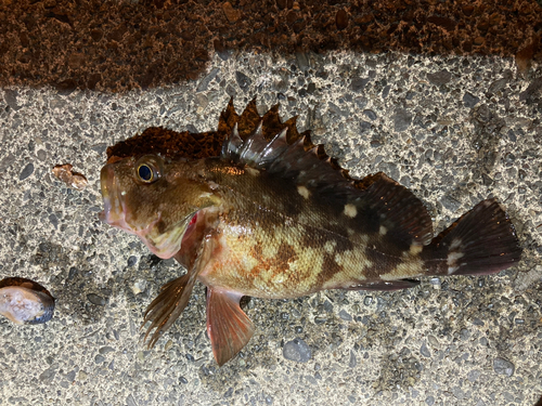 カサゴの釣果