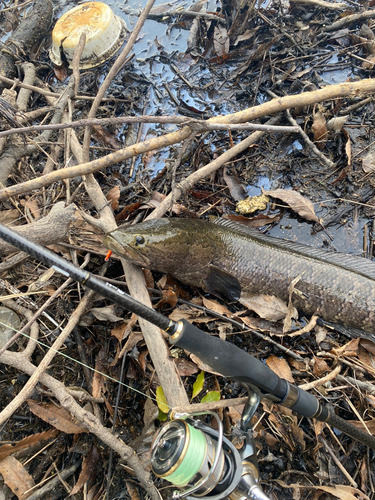 ライギョの釣果