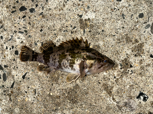 タケノコメバルの釣果