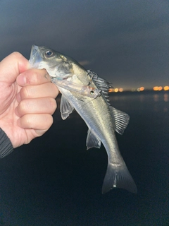 スズキの釣果