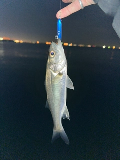 スズキの釣果