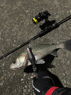 フッコ（タイリクスズキ）の釣果