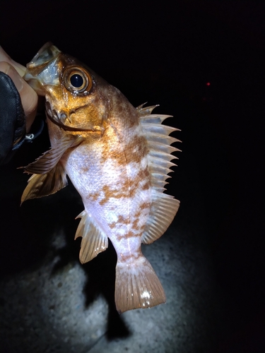 シロメバルの釣果