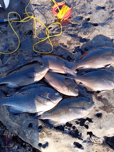 グレの釣果