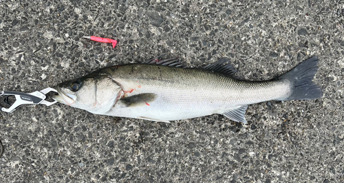 マルスズキの釣果