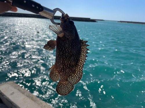 イシミーバイの釣果