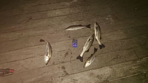 セイゴ（マルスズキ）の釣果