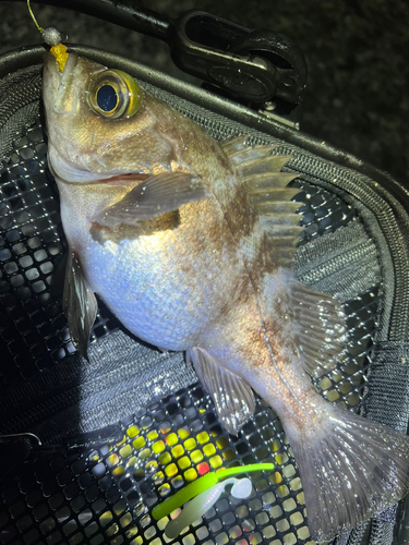 シロメバルの釣果