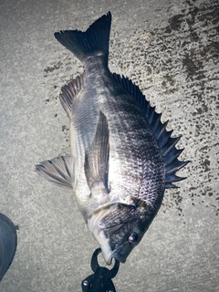 チヌの釣果