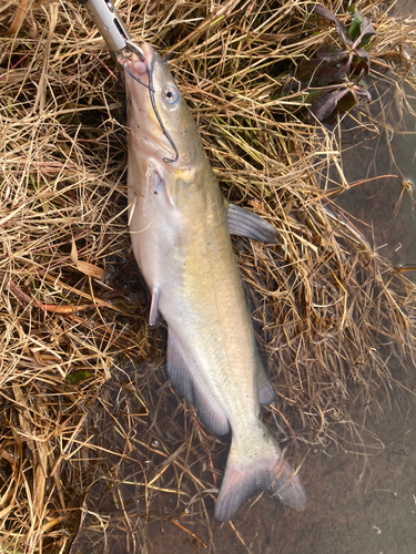 アメリカナマズの釣果