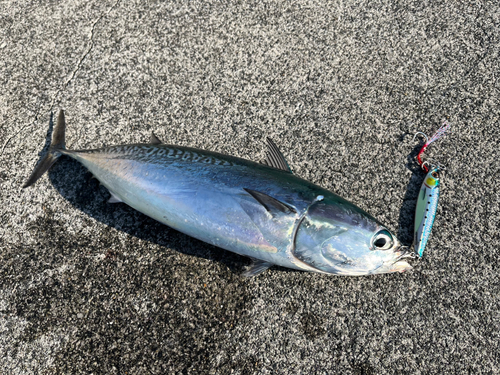 ソウダガツオの釣果