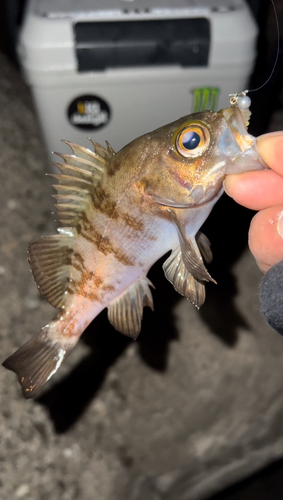 メバルの釣果