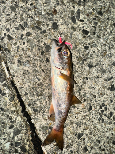 クロムツの釣果