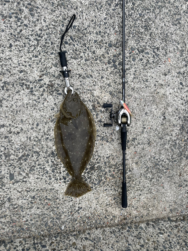 ヒラメの釣果