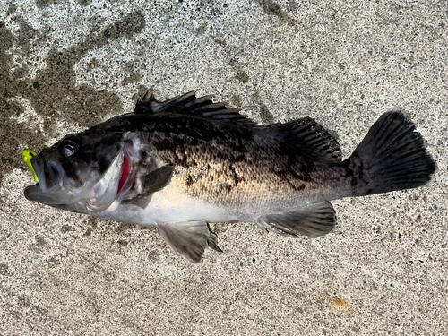 クロソイの釣果