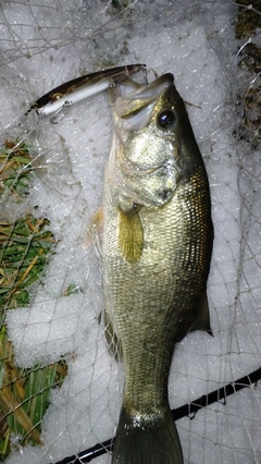 ラージマウスバスの釣果