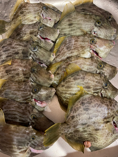 カワハギの釣果