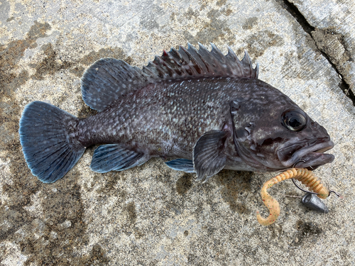 マゾイの釣果