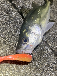 セイゴ（マルスズキ）の釣果