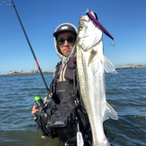 スズキの釣果