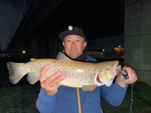 ブラウントラウトの釣果