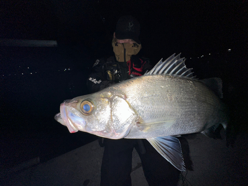 セイゴ（ヒラスズキ）の釣果