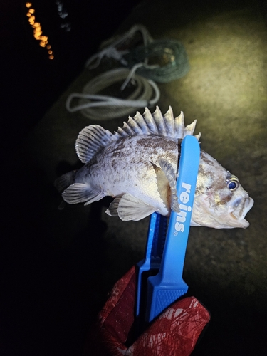 クロソイの釣果