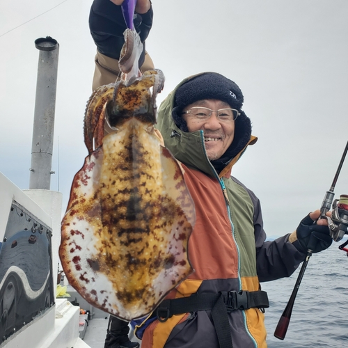 アオリイカの釣果