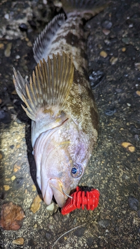 アイナメの釣果