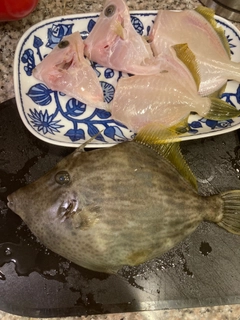 カワハギの釣果